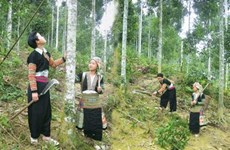 Développer l’économique forestière dans les zones montagneuses et peuplées d'ethnies minoritaires
