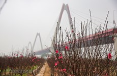Le rouge éclatant des pêchers fleurissant annonce l'approche du Têt à Hanoï