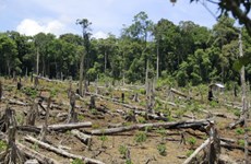 Plantation de 108.258 hectares de forêts au premier semestre