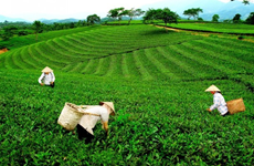 Pour renforcer les exportations de thé de Thai Nguyen
