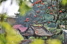 Des fleurs de kapokier fleurissent dans la pagode Thay (pagode du Maître)