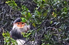 Thua Thien-Hue : un primate en voie de disparition relâché dans le parc national de Bach Ma
