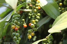 Les exportations de poivre vietnamien vers la France en hausse