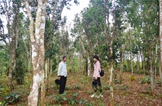 Quang Tri : efforts pour promouvoir et préserver les anciens jardins de thé