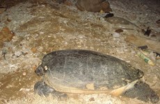 Quang Tri: une tortue de 50 kg est relâchée à la mer