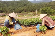 Des entreprises de Quang Ninh aident les agriculteurs à planter des forêts