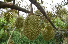 Création des zones de culture pour l'exportation de durian vers la Chine