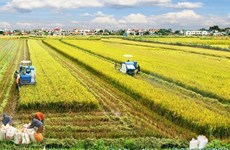 La coopération Vietnam-Australie pour développer une nouvelle variété de riz 