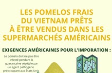 Les pomelos frais du Vietnam prêts à être vendus dans les supermarchés américains