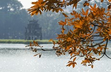 Le sterculier fétide près du lac Hoan Kiem change la couleur de son feuillage 