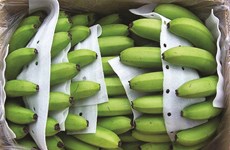 Le marché chinois s’ouvre aux bananes vietnamiennes