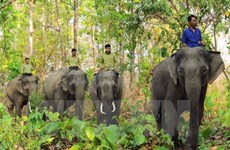 Quang Nam s'efforce de conserver l'habitat des éléphants