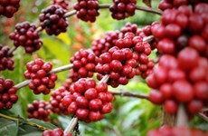 Le Vietnam, 3e fournisseur de café aux États-Unis