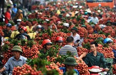 Record des ventes de litchis « thieu » de Bac Giang