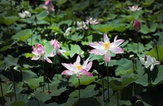 Saison de floraison des lotus à Ninh Binh