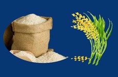 Exportations de riz en hausse de 40,4% en neuf mois