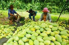 Les fruits locaux s'efforcent de reconquérir le marché national
