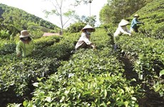 Les coopératives agricoles, plateformes de la croissance économique à Thanh Hoa