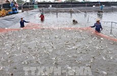 Kien Giang : codes d'identification pour les établissements d'élevage de crevettes des eaux saumâtre