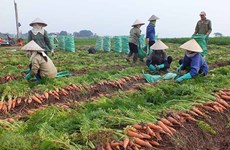 Reprise de la production agricole dans une commune à Hanoï 