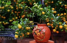 Le kumquat, plante pour le Nouvel An lunaire