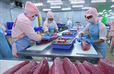 Les exportations de thons en janvier en hausse de 108% 
