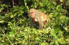 Thanh Hoa protège les macaques dans le parc national de Ben En
