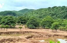 Dông Rui: les populations s’unissent pour protéger la mangrove
