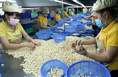 Risque de fraude: regagner le contrôle de 100 conteneurs de noix de cajou exportés vers l’Italie