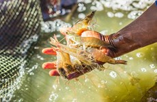 La crevette vietnamienne classée comme nourriture de luxe dans la région du Golfe 