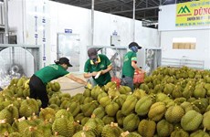 Un premier lot de durians exporté officiellement vers la Chine