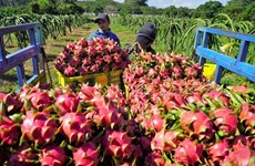 Plus de 44% du volume de fruits et légumes vietnamiens exportés vers la Chine 