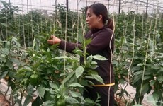 Les femmes ethniques créent une percée dans le développement de l’agriculture high-tech à Lâm Dông