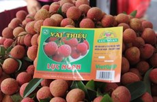 Des litchits de Bac Giang seront exportés via la gare de Kep