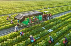La production verte et circulaire contribue à promouvoir les produits agricoles vietnamiens