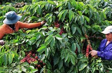 Production de café sans déforestation ni dégradation des forêts