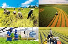 Hanoï : approbation d’une résolution pour encourager le développement agricole et rural  