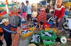 La production halieutique de Ninh Thuan en hausse au premier semestre