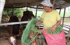 Plus de 73 milliards de dongs pour la réduction durable de la pauvreté à Tra Vinh