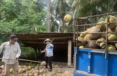 Tra Vinh vise à augmenter la superficie des cocotiers 