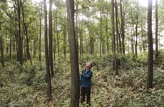Bac Giang vise 16.000 hectares de forêts de production de bois en 2025