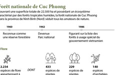 La forêt nationale de Cuc Phuong séduit tous les amateurs de nature