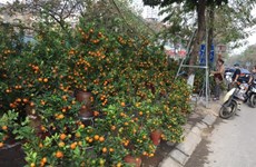 Têt: Ambiance morne au marché aux fleurs et plantes ornementales à Hanoï