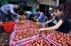 Bac Giang: De nombreuses entreprises se sont engagées à vendre des litchis du district de Tan Yen