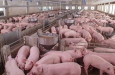 La Russie, premier fournisseur de porc au Vietnam