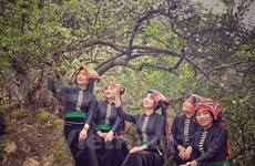 Les filles ethniques Thai apprécient l'atmosphère de ressort dans le plateau de Moc Chau