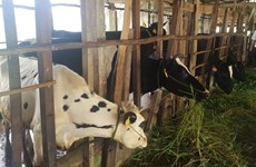 Soc Trang développe le secteur de l'élevage bovin