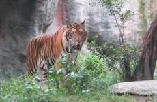 Solutions pour contrôler le trafic et conservation des tigres sauvages au Vietnam