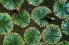 Saison de récolte de carex dans un village de tapis centenaire