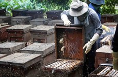 Le miel vietnamien soumis à une taxe antidumping américaine de plus de 400%